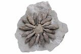 Jurassic Fossil Urchin (Reboulicidaris) - Amellago, Morocco #240006-1